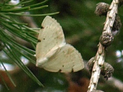 Tweevlekspanner, Lomographa bimaculata.JPG